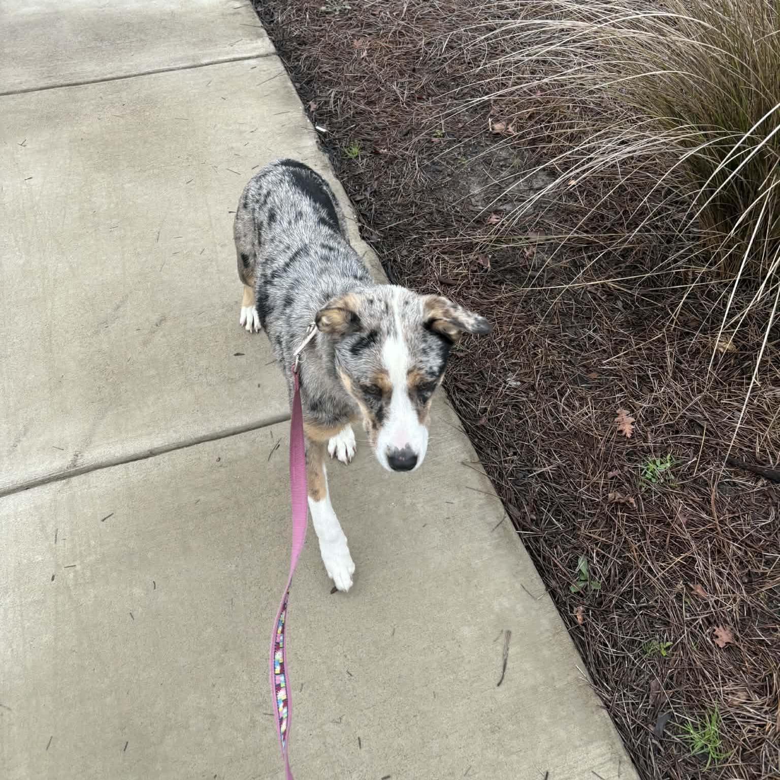 Enlarge Savannah - in foster home, an adopted Mixed Breed in Myrtle Beach, SC image 2/3