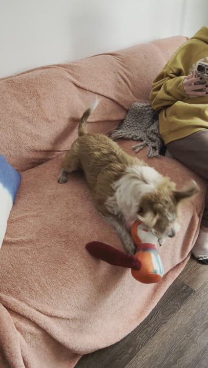 Enlarge Scarlett , a Adopted mixed breed in Toluca Lake, CA video 1/5