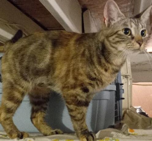 Enlarge Beatrice, a Adoptable Domestic Short Hair in Garrett Park, MD image 4/4