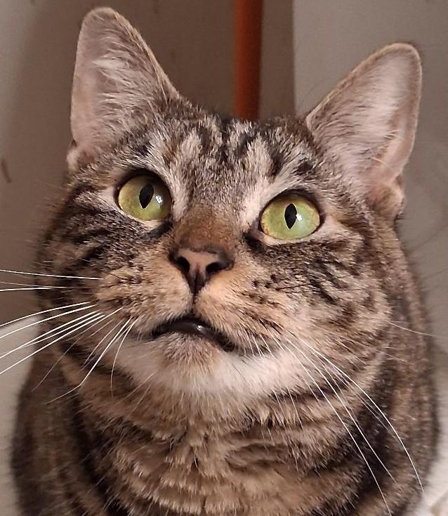 Enlarge Beatrice, a Adoptable Domestic Short Hair in Garrett Park, MD image 2/4