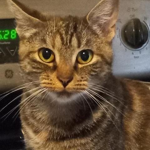 Beatrice, Adoptable, Adult Female Domestic Short Hair.