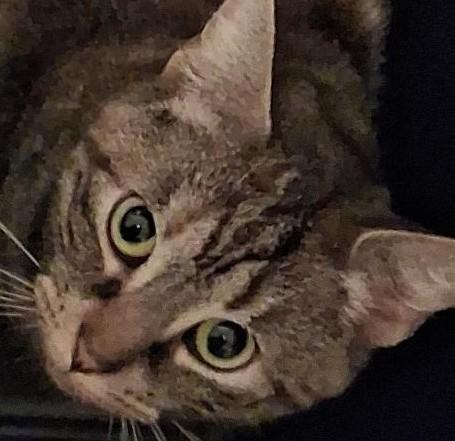 Beatrice, Adoptable, Young Female Domestic Short Hair.