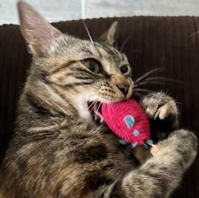 Enlarge Beatrice, a Adoptable Domestic Short Hair in Garrett Park, MD image 4/6