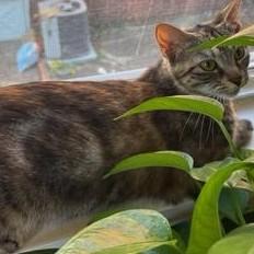 Enlarge Beatrice, a Adoptable Domestic Short Hair in Garrett Park, MD image 5/6