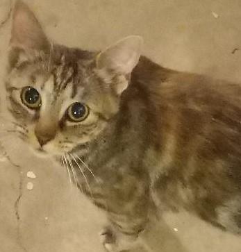 Beatrice