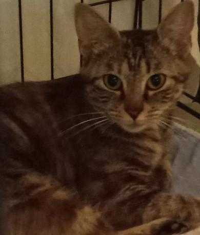 Enlarge Beatrice, a Adoptable Domestic Short Hair in Garrett Park, MD image 6/6