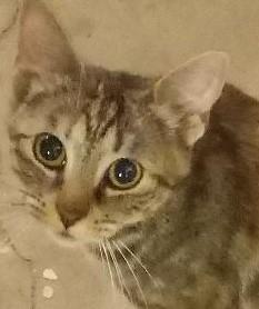 Enlarge Beatrice, a Adoptable Domestic Short Hair in Garrett Park, MD image 2/6