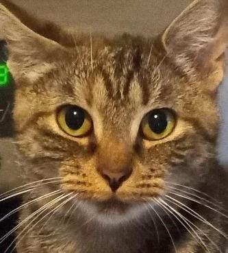 Enlarge Beatrice, a Adoptable Domestic Short Hair in Garrett Park, MD image 1/4