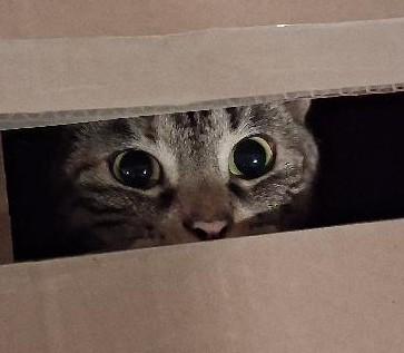 Enlarge Beatrice, a Adoptable Domestic Short Hair in Garrett Park, MD image 3/5