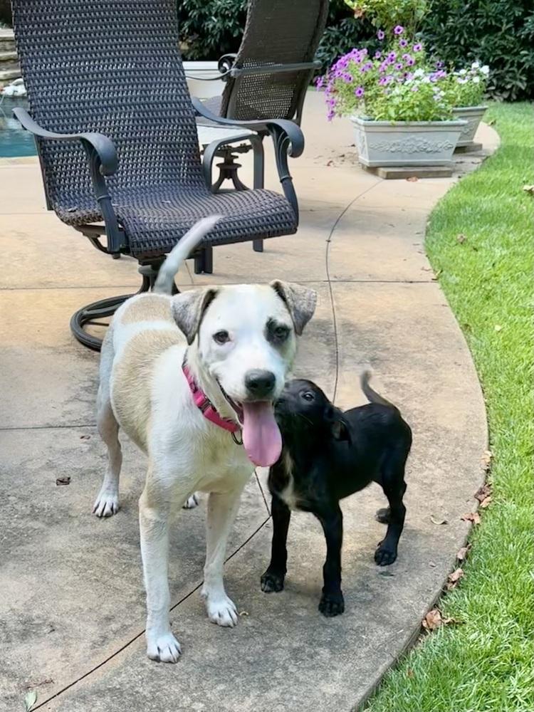 Cupcake, Adoptable, Adult Female Australian Cattle Dog / Blue Heeler & Australian Shepherd.