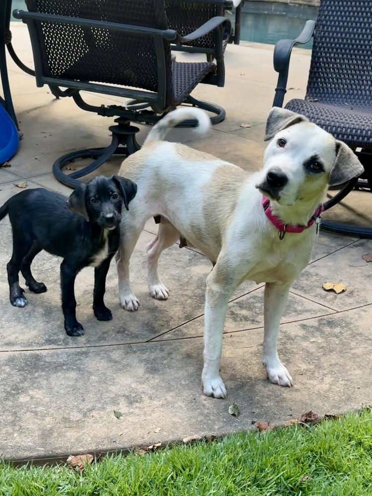 Enlarge Cupcake, a Adoptable mixed breed in Milton, GA image 3/5