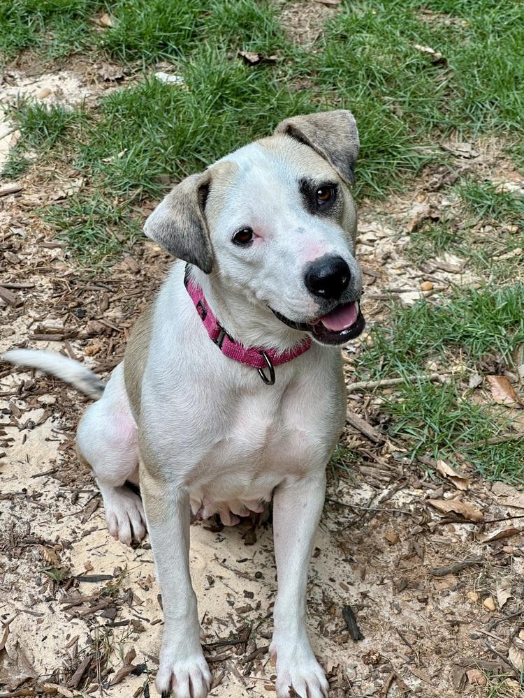 Enlarge Cupcake, a Adoptable mixed breed in Milton, GA image 4/5
