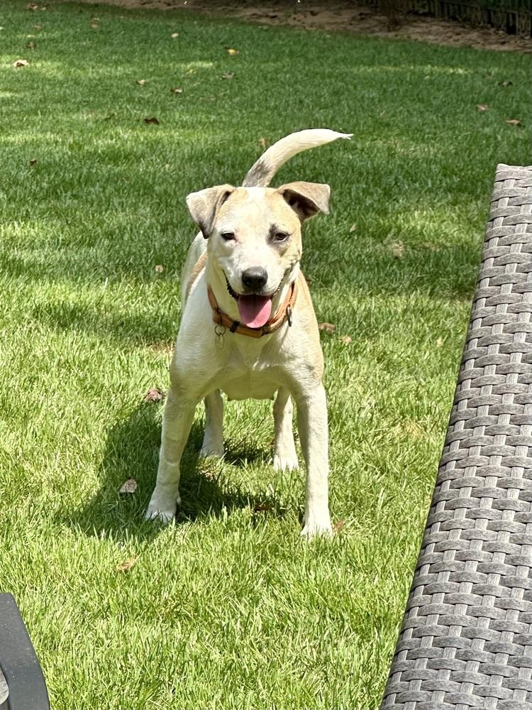 Enlarge Cupcake, a Adoptable mixed breed in Milton, GA image 5/5