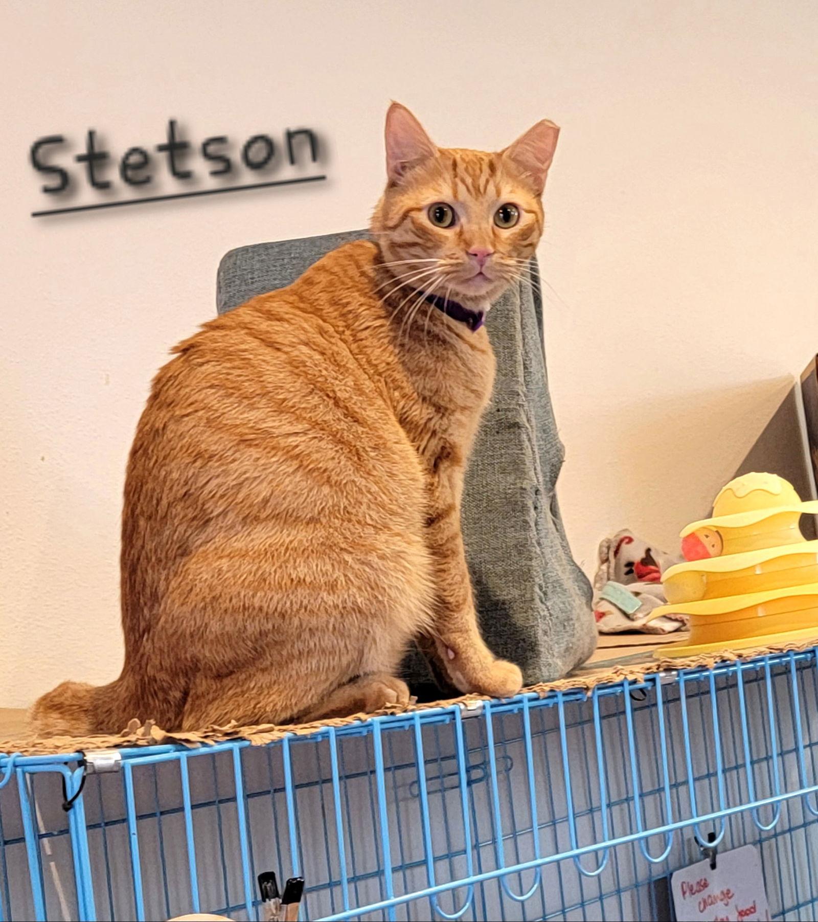 Justin and Stetson, Adoptable, Young Male Domestic Short Hair.