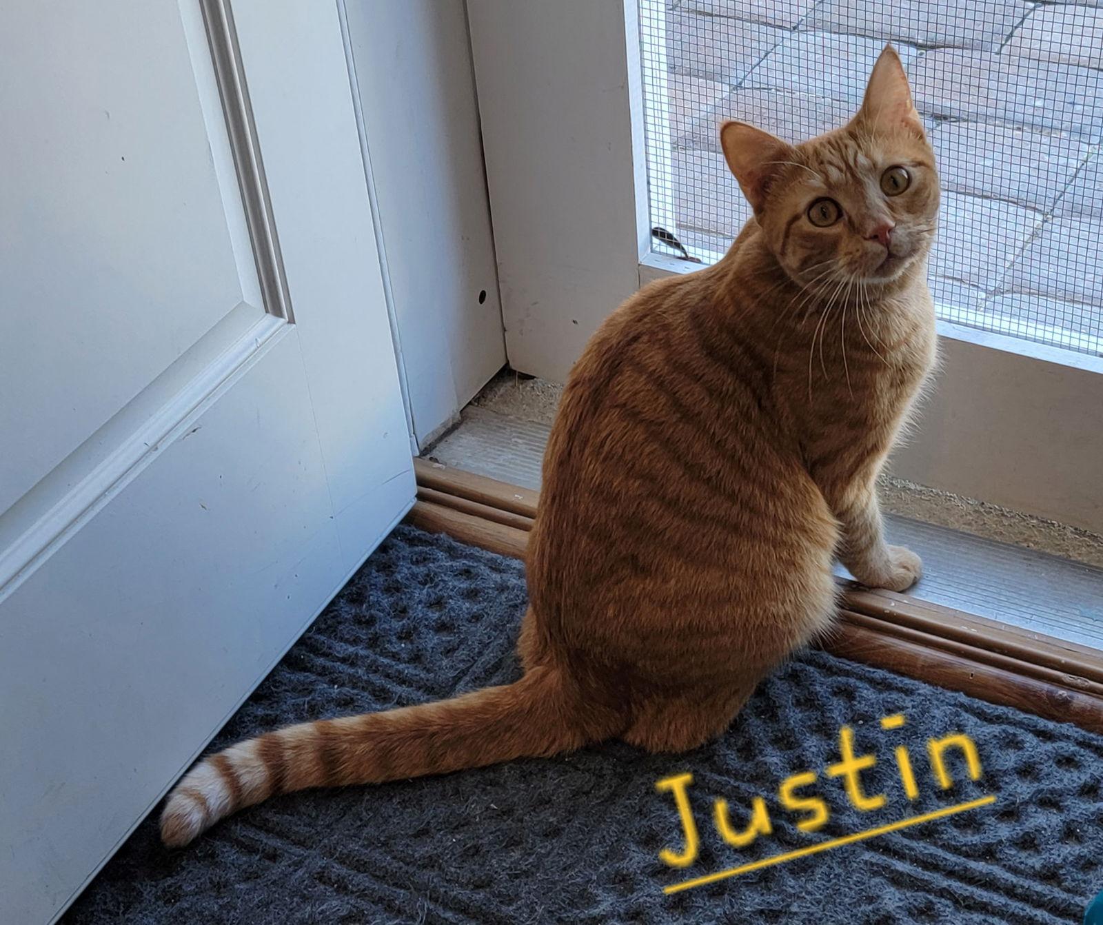 Justin and Stetson, Adoptable, Young Male Domestic Short Hair.