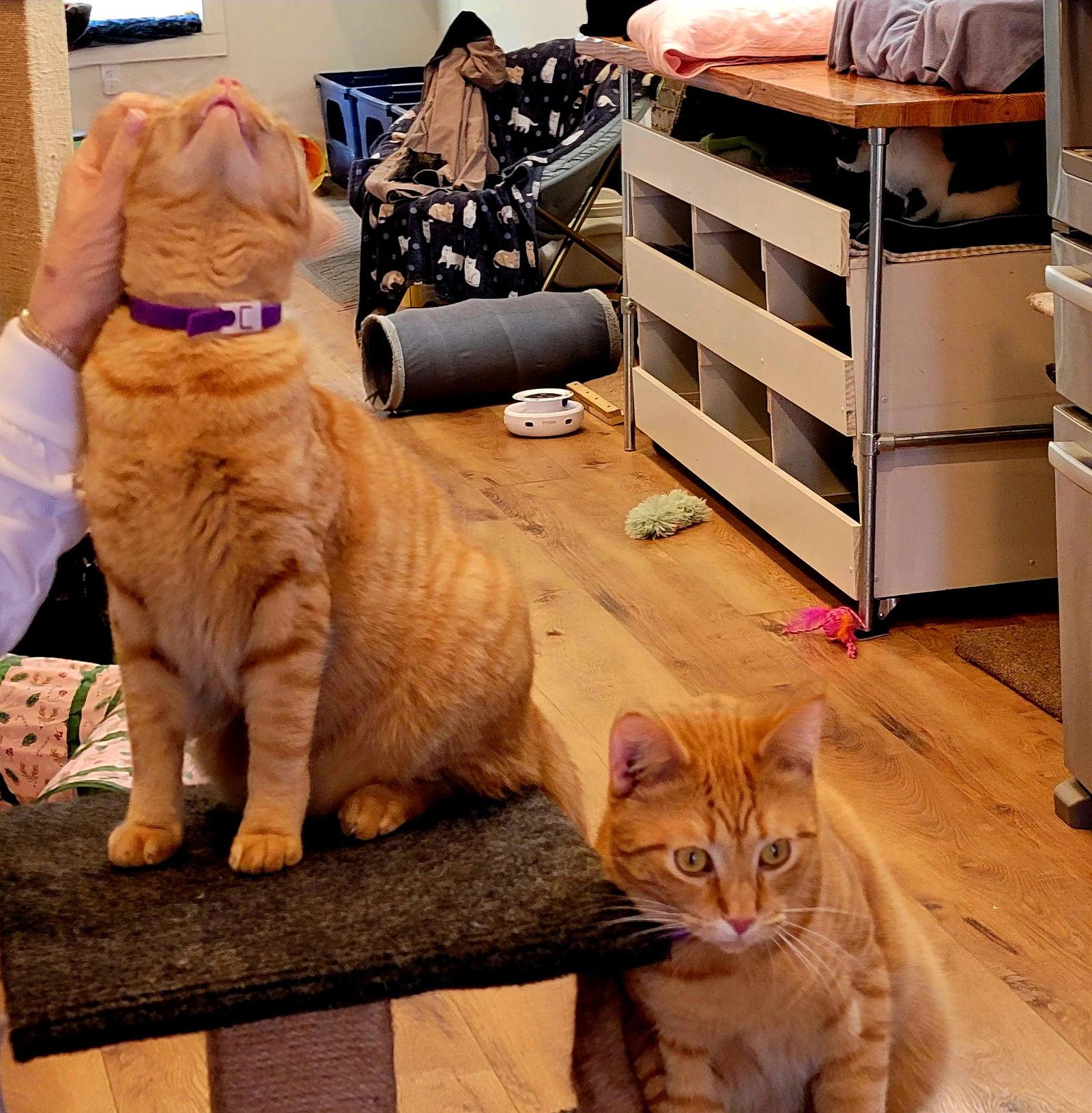 Enlarge Justin and Stetson, a Adoptable Domestic Short Hair in Pensacola, FL image 3/3