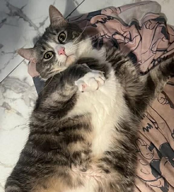 Enlarge Max, a ADOPTABLE Tabby in Beckley, WV image 1/3