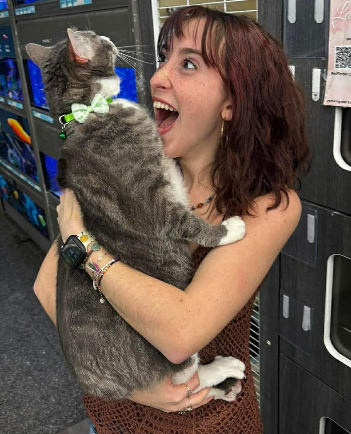 Enlarge Max, a ADOPTABLE Tabby in Beckley, WV image 3/3