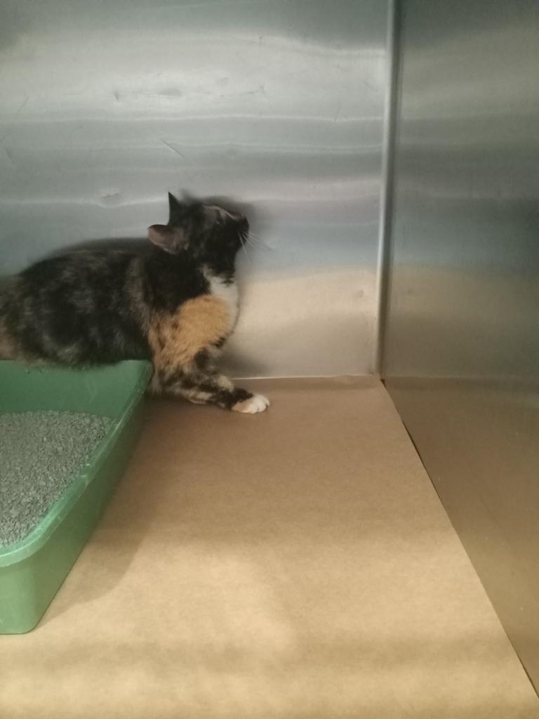 Enlarge Gail, a Adoptable mixed breed in Cartersville , GA image 1/1