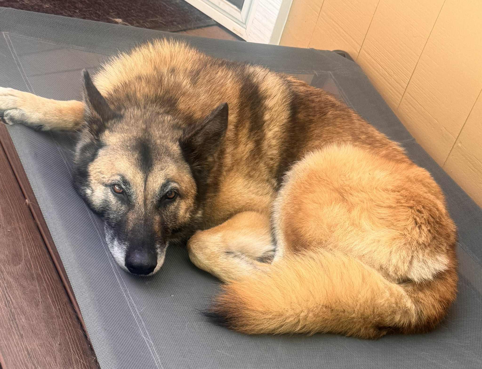 Rusty , Adoptable, Senior Male German Shepherd Dog & Belgian Shepherd / Malinois.