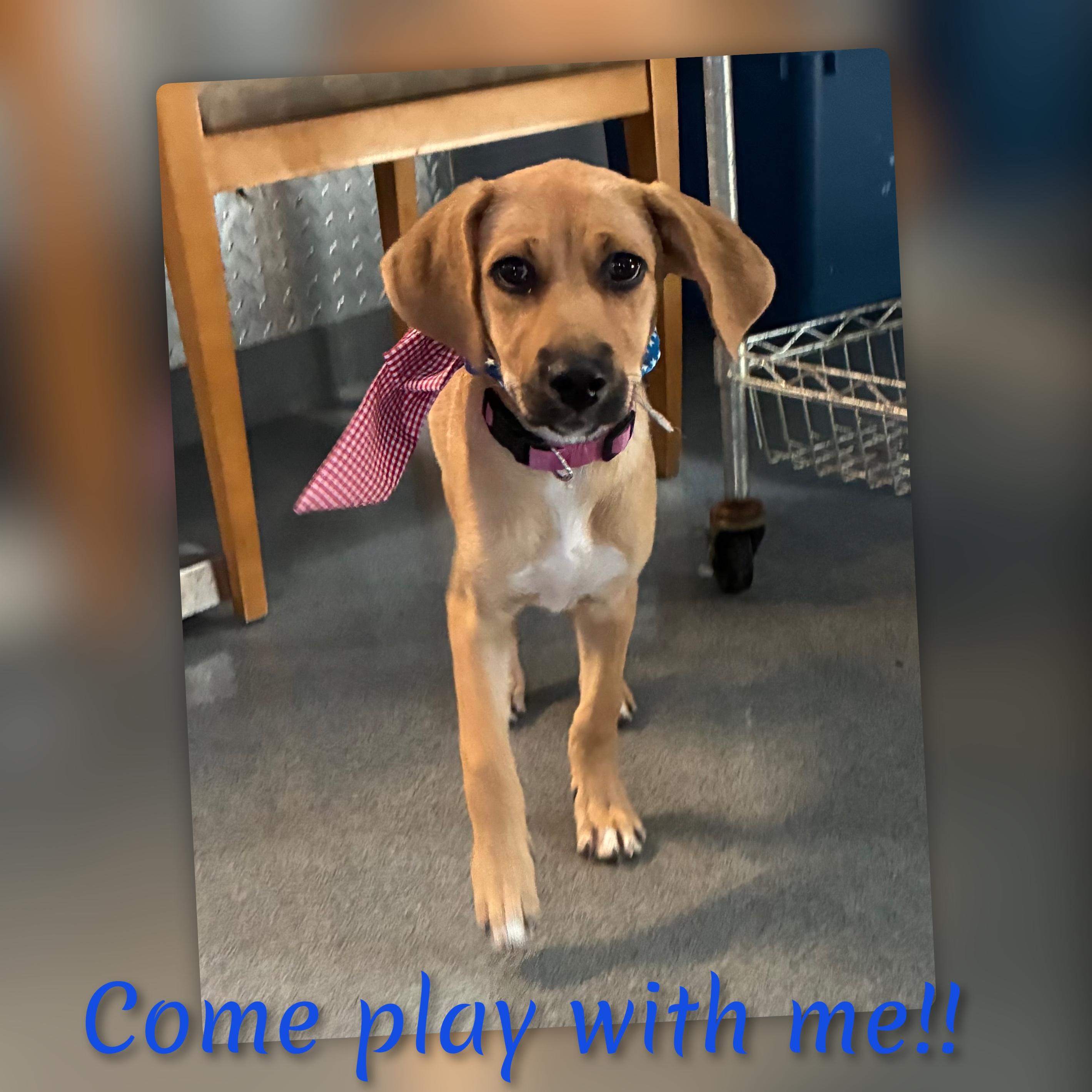 Berry, a ADOPTABLE mixed breed in Fredericksburg, VA image 6/6