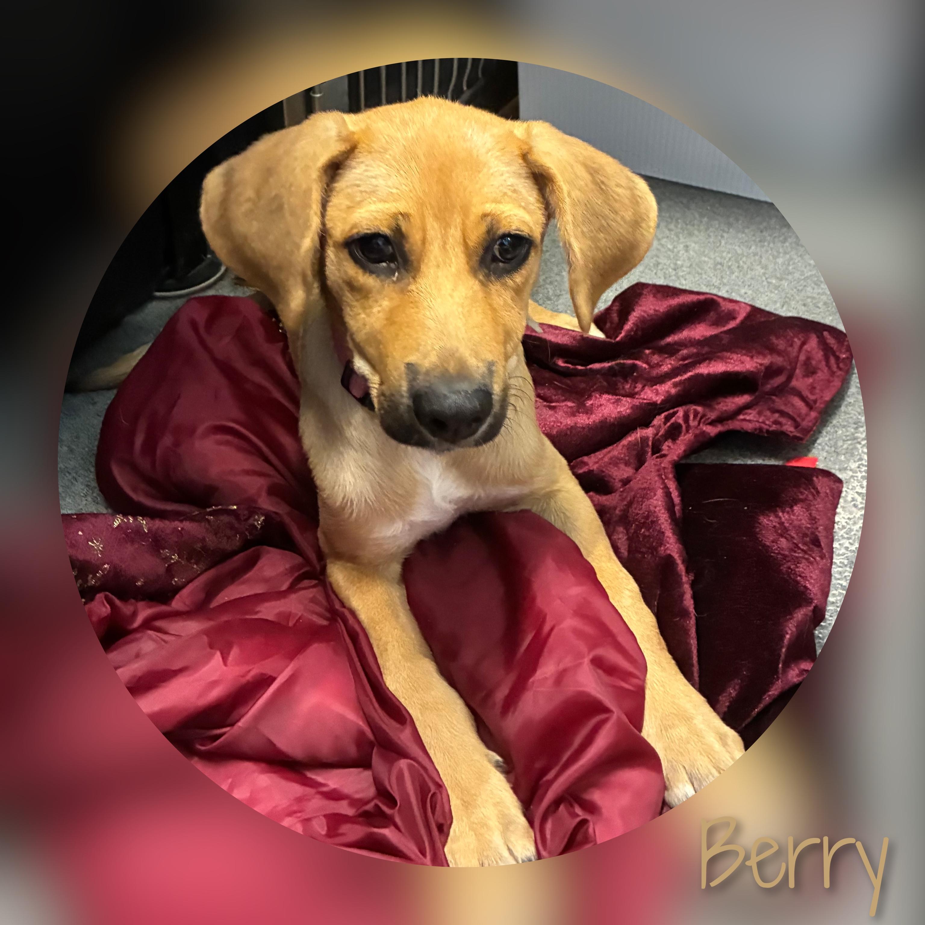 Berry, a ADOPTABLE mixed breed in Fredericksburg, VA image 5/6