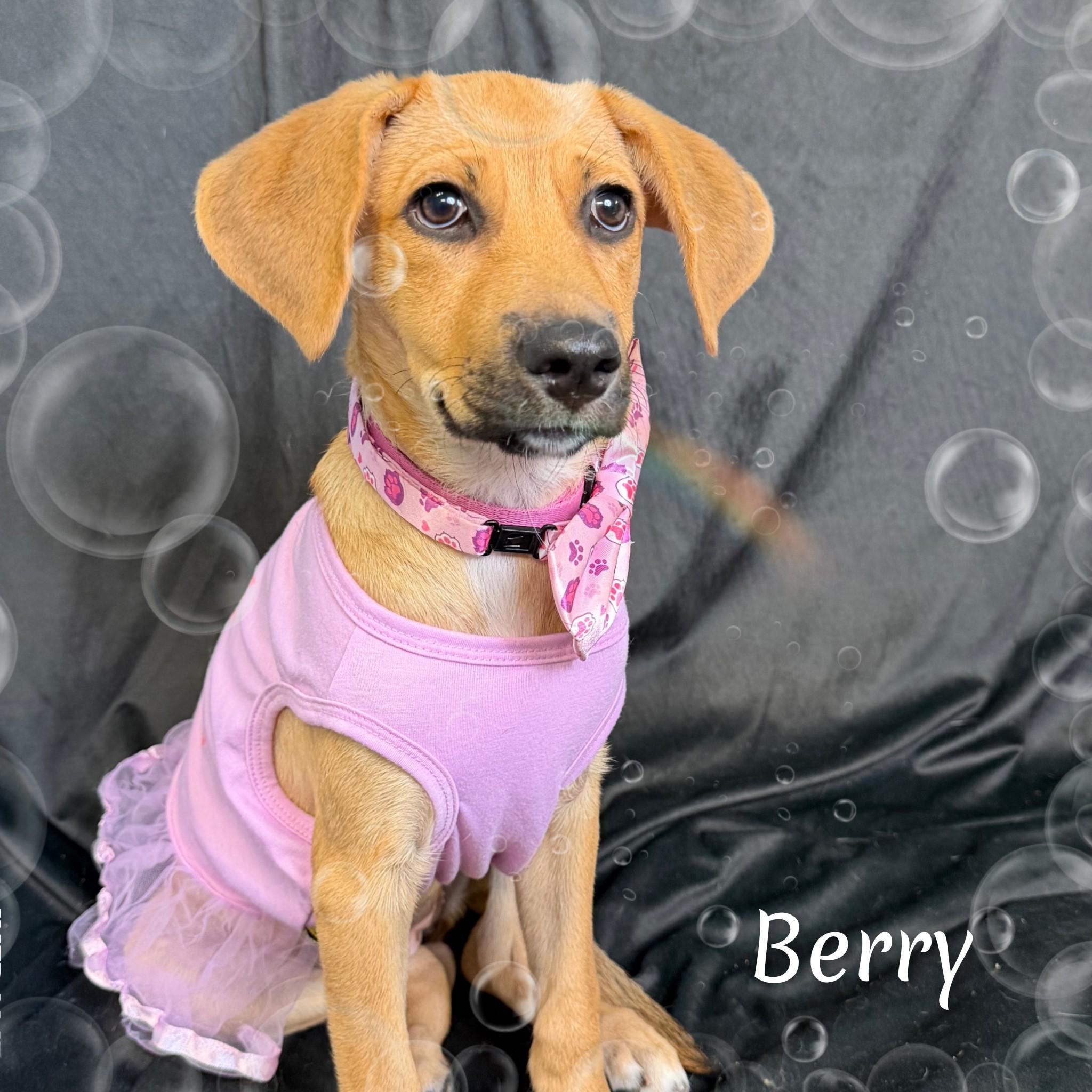 Berry, a ADOPTABLE mixed breed in Fredericksburg, VA image 1/6