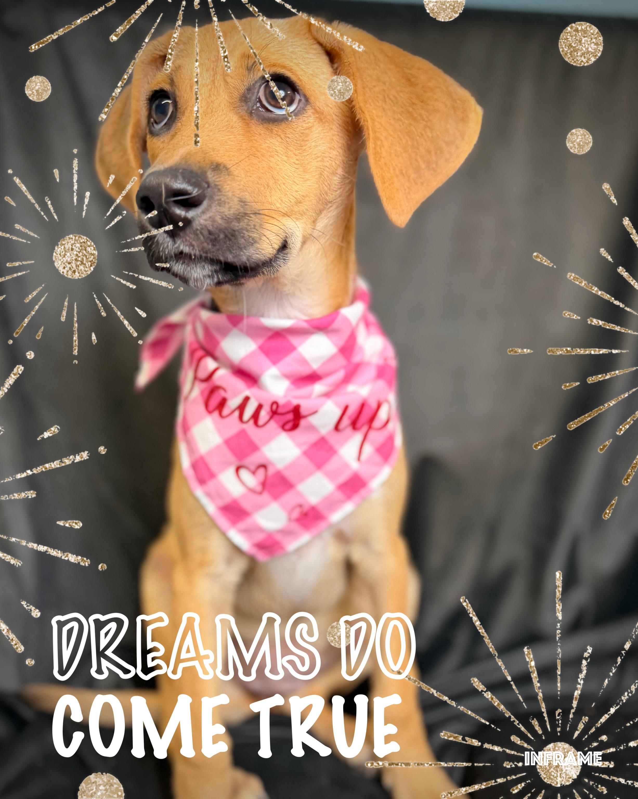 Berry, a ADOPTABLE mixed breed in Fredericksburg, VA image 4/6