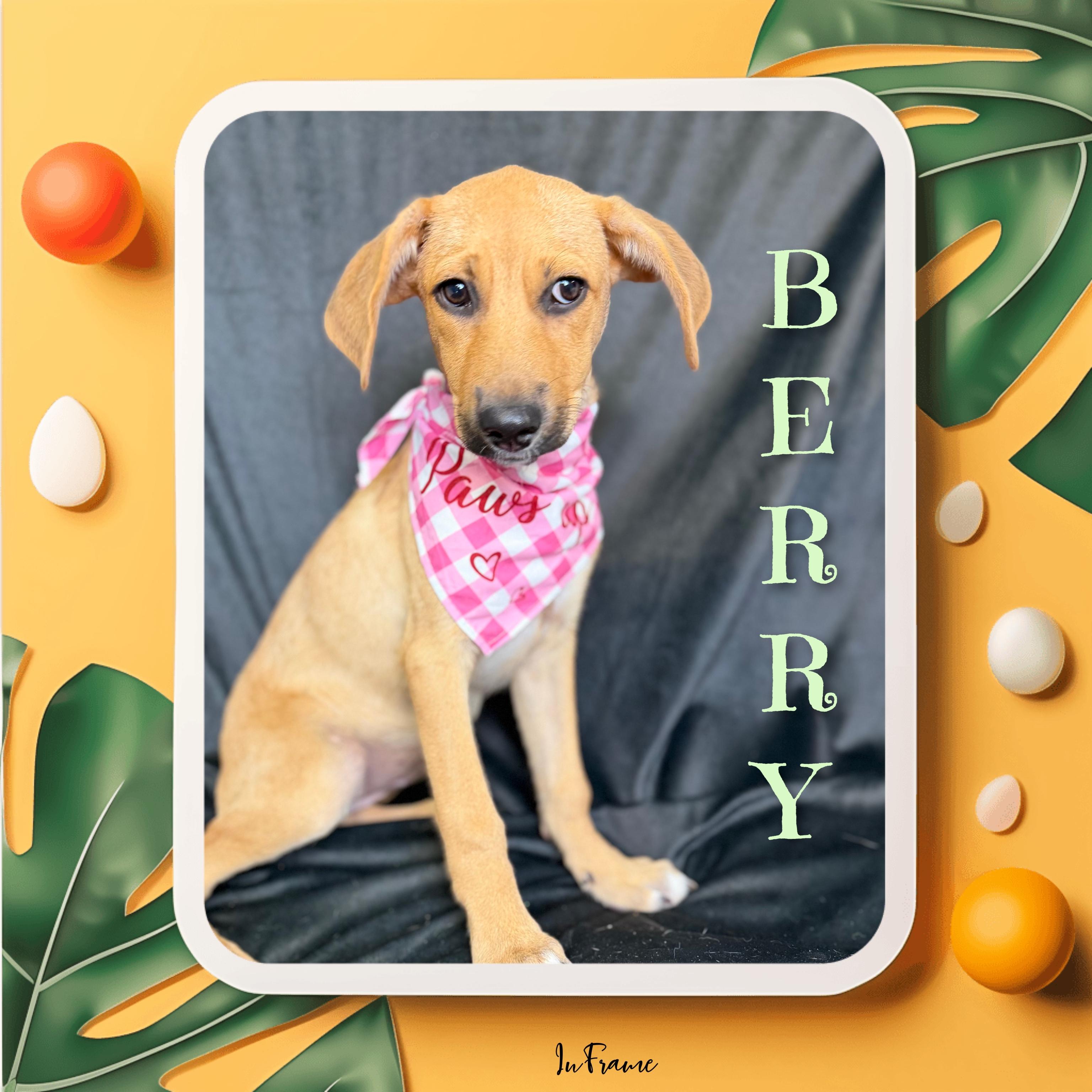 Berry, a ADOPTABLE mixed breed in Fredericksburg, VA image 3/6