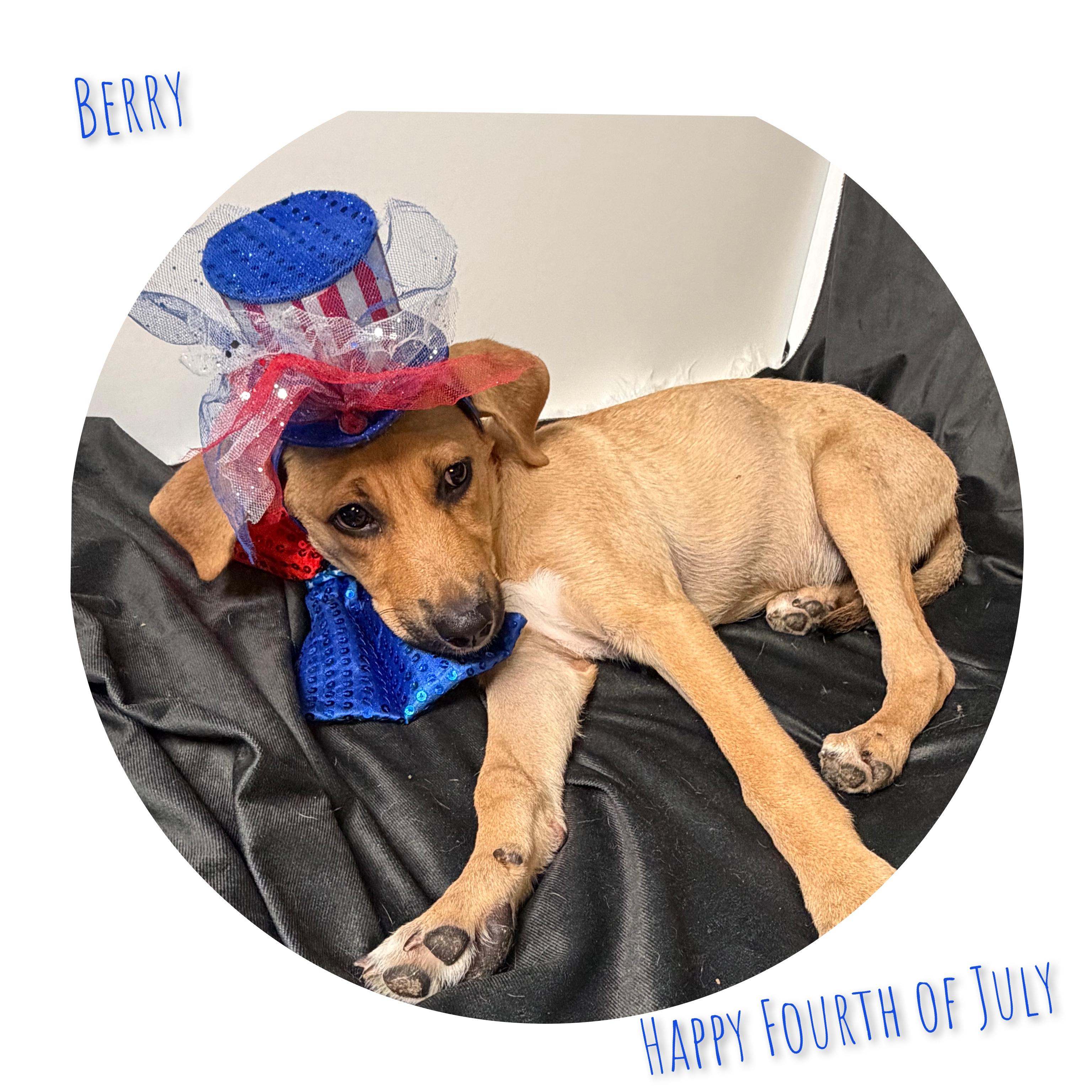 Berry, a ADOPTABLE mixed breed in Fredericksburg, VA image 2/6