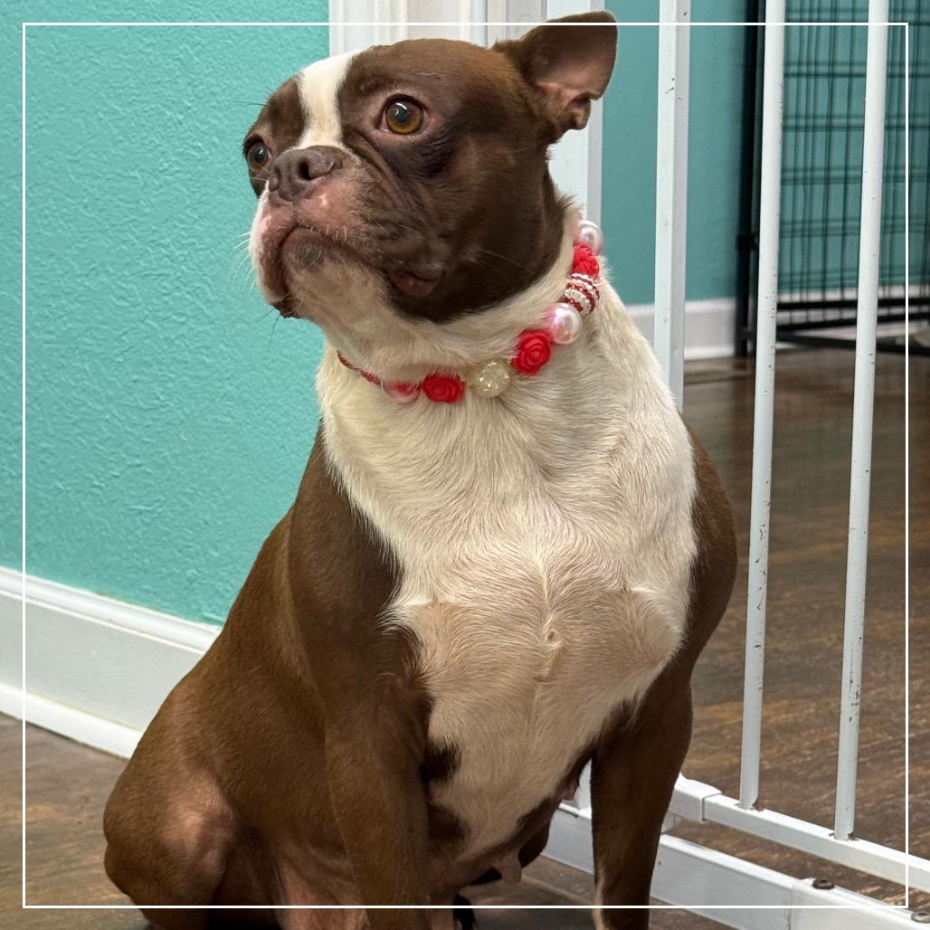 Enlarge Tootsie, a Adoptable Boston Terrier in Little Rock, AR image 1/6