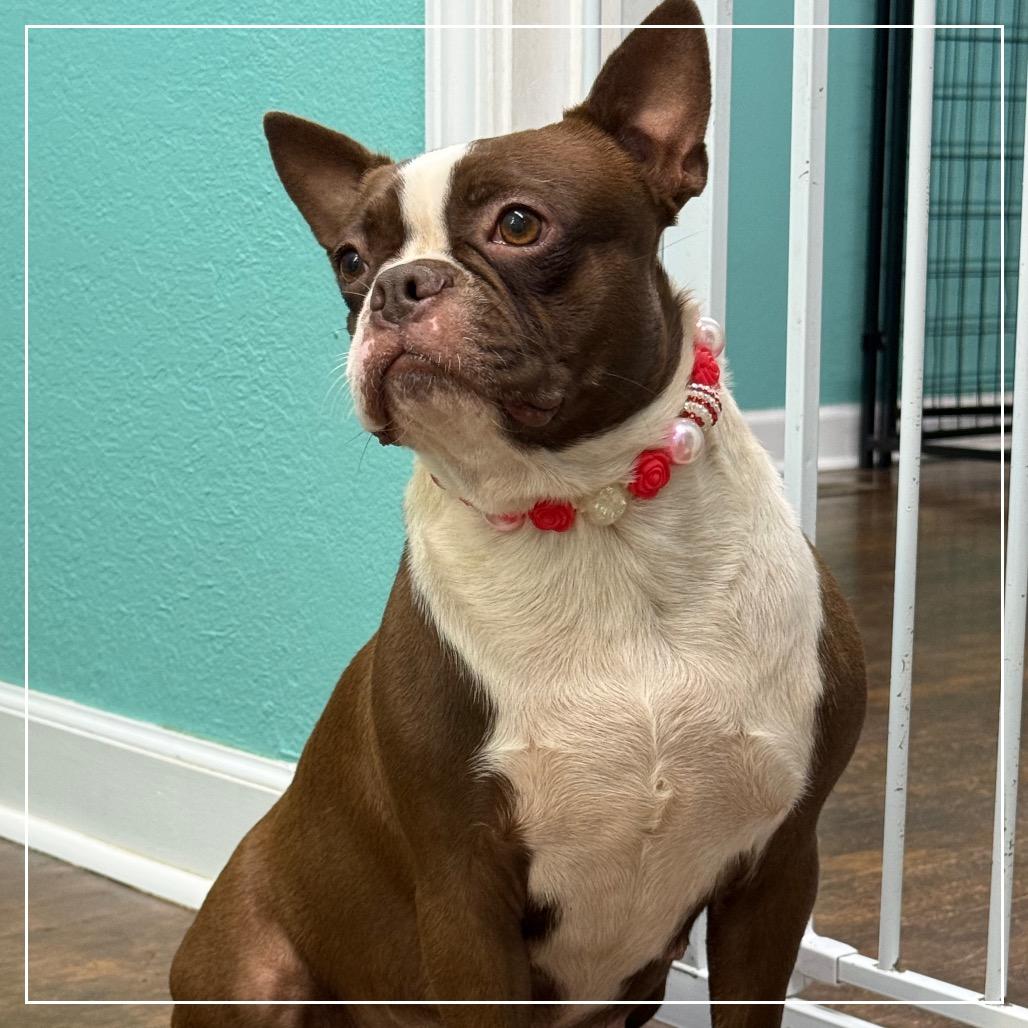 Enlarge Tootsie, a Adoptable Boston Terrier in Little Rock, AR image 2/6