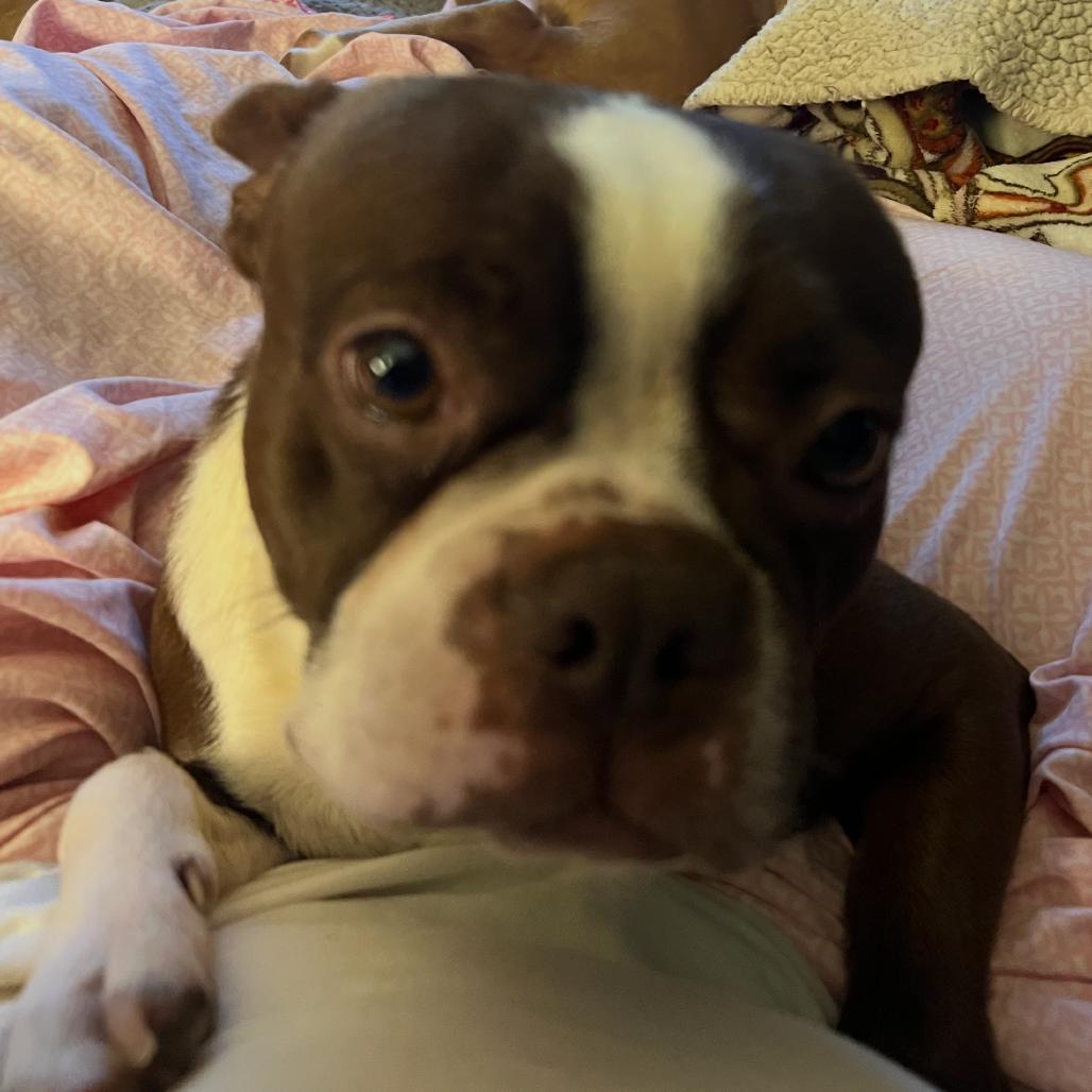 Enlarge Tootsie, a Adoptable Boston Terrier in Little Rock, AR image 3/6
