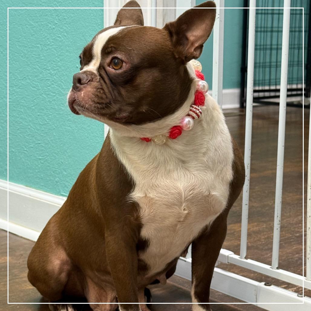 Enlarge Tootsie, a Adoptable Boston Terrier in Little Rock, AR image 4/6