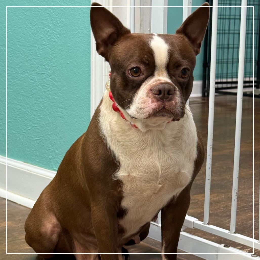 Enlarge Tootsie, a Adoptable Boston Terrier in Little Rock, AR image 5/6