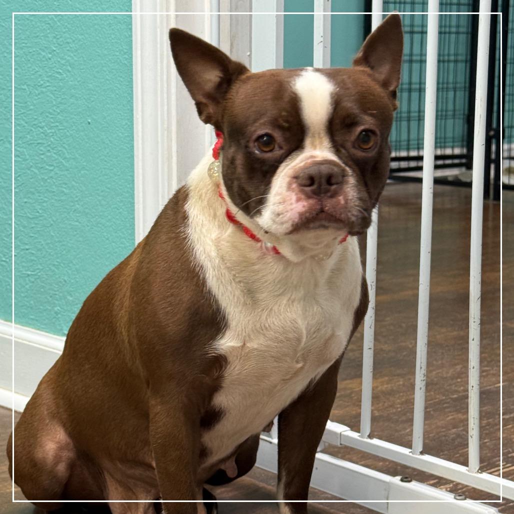 Enlarge Tootsie, a Adoptable Boston Terrier in Little Rock, AR image 6/6