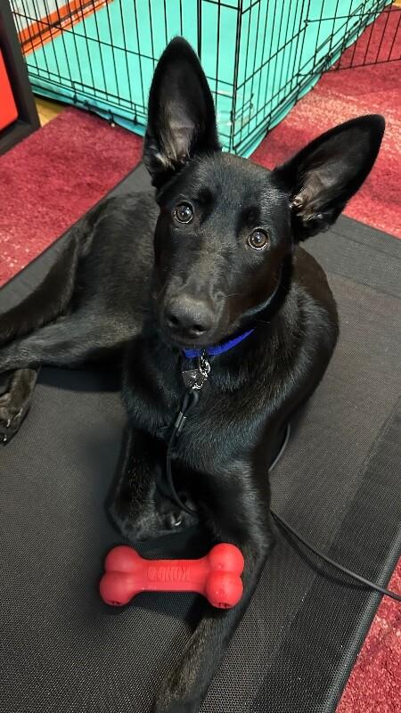 Enlarge Ryder, a Adoptable mixed breed in Seattle, WA image 1/3