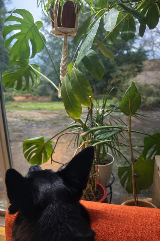 Enlarge Ryder, a Adoptable mixed breed in Seattle, WA image 2/3