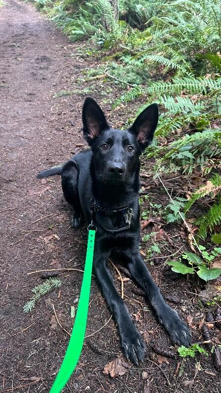Enlarge Ryder, a Adoptable mixed breed in Seattle, WA image 3/3