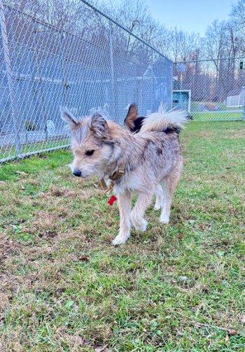 North, Adoptable, Puppy Female Husky & Shiba Inu.
