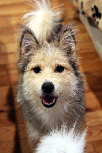 Enlarge North, an adoptable mixed breed in Bedford Hills, NY image 1/6