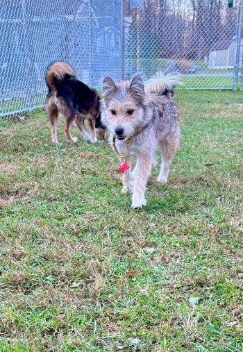 Enlarge North, a Adoptable mixed breed in Bedford Hills, NY image 3/5