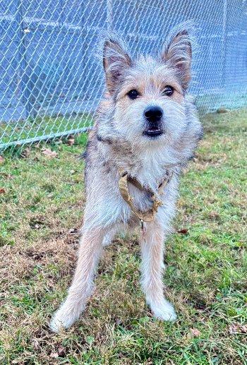 Enlarge North, a Adoptable mixed breed in Bedford Hills, NY image 4/5