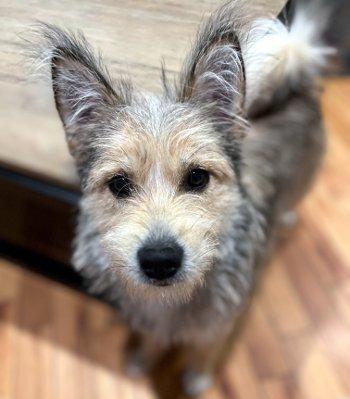 Enlarge North, an adoptable mixed breed in Bedford Hills, NY image 3/6