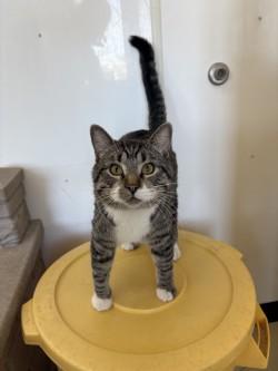 Taylor, adopted, Adult Male Domestic Short Hair.