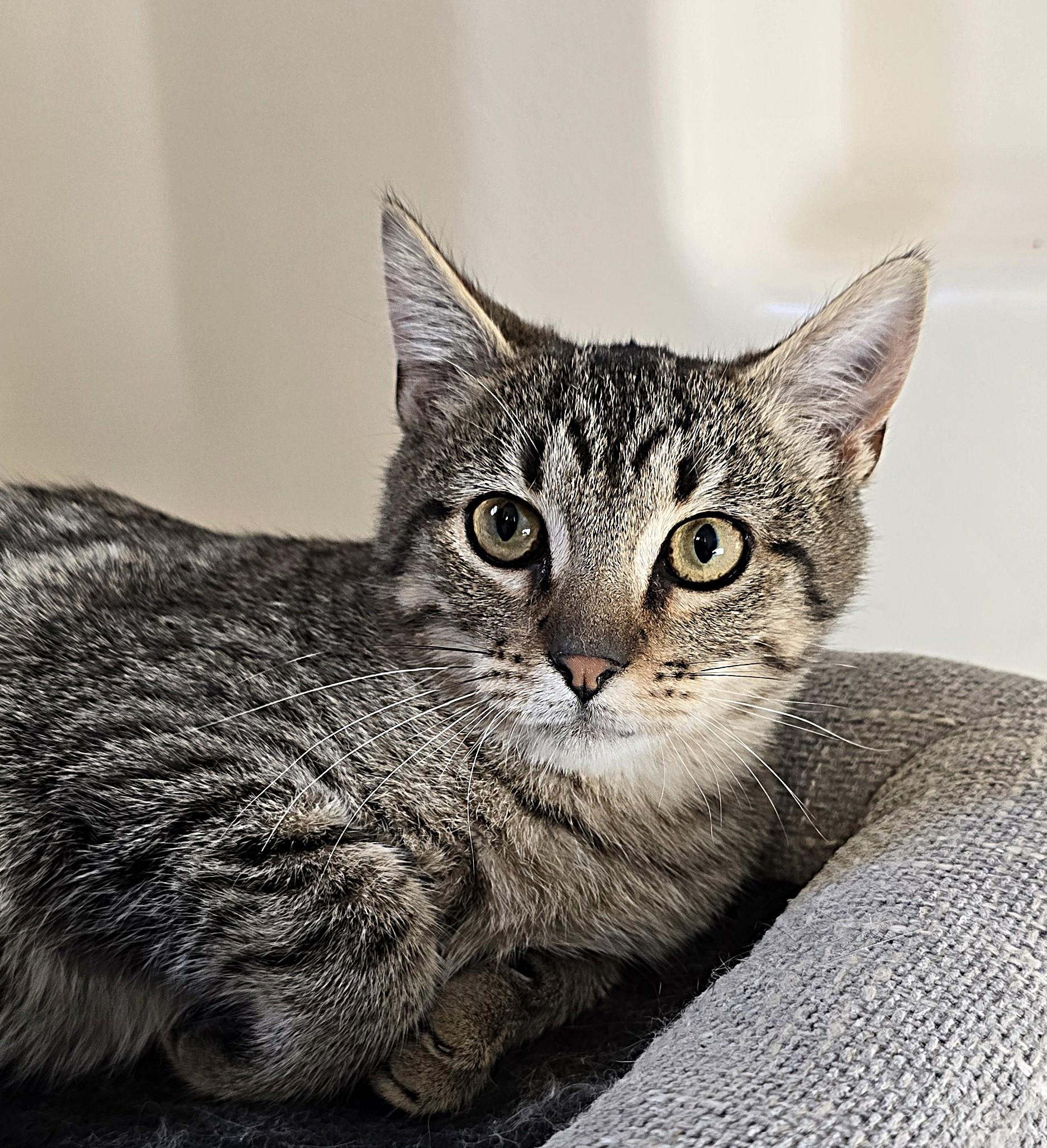 Bruno, a ADOPTABLE Domestic Short Hair in Wilmington, NC image 1/2