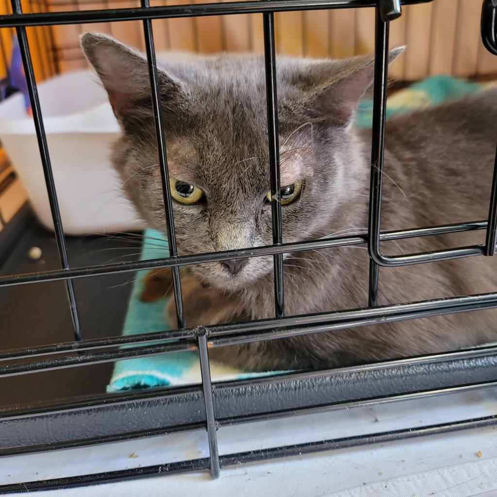 Enlarge Sosa, a Adoptable Domestic Medium Hair in Pennsville, NJ image 1/1