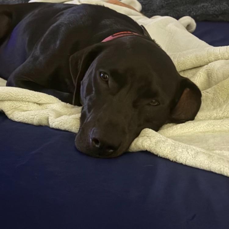 NORI, Adoptable, Adult Female Labrador Retriever & Great Dane.