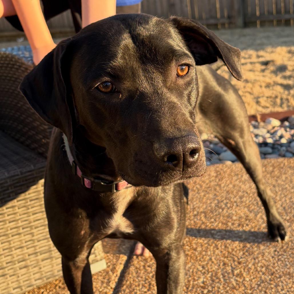 NORI, a Adoptable mixed breed in Cordova, TN image 2/4