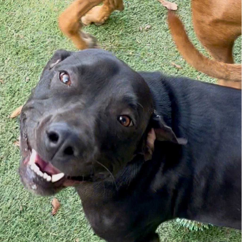 NORI, a Adoptable mixed breed in Cordova, TN image 3/4